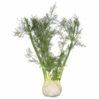 Organic Fennel 1 ct