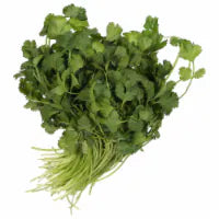 Cilantro 1ct