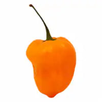 Fresh Habanero Peppers 1 ct