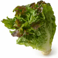 Red Leaf Lettuce 1 each
