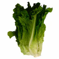 Fresh Green Leaf Lettuce 1 each