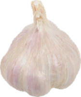 Fresh Garlic