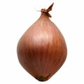 Shallots 1 each