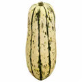 Frieda's Squash Delicata 1 each