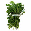 Cilantro 1 ct