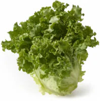 Organic Green Leaf Lettuce 1 ct