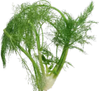 Organic - Fennel 1 ct