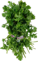 Organic Cilantro