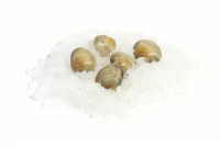 Little Neck Clams Farm Raised (sustainably sourced) 1 lb