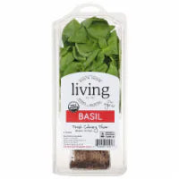 North Shore Living™ Basil 1 ct