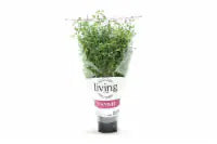 North Shore Living Thyme 1 ct