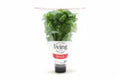 North Shore Potted Living Basil 1 ct