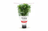 North Shore Potted Living Basil 1 ct