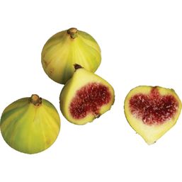 Candy Stripe Figs 1 each
