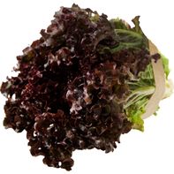 Fresh Red Leaf Lettuce 1 each