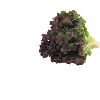 Organic Red Leaf Lettuce 1 each